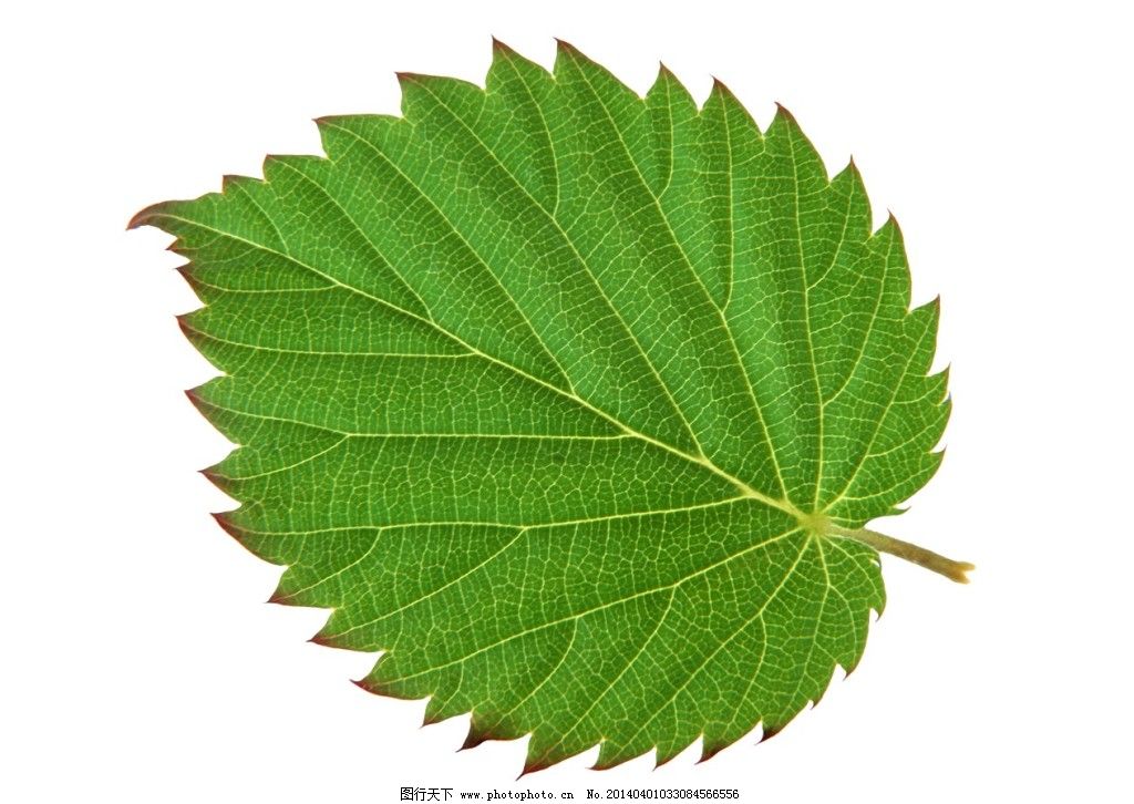 叶缘锯齿状的植物叶片素材免费下载 绿叶 叶子 植物 植物 叶子 锯齿状图片