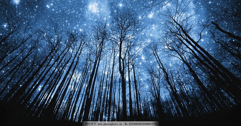 夜晚树林星空图片