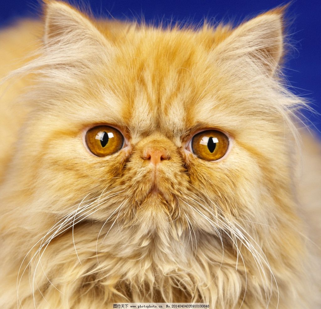 波斯猫抽纸金装200选什么牌子好 同款好推荐