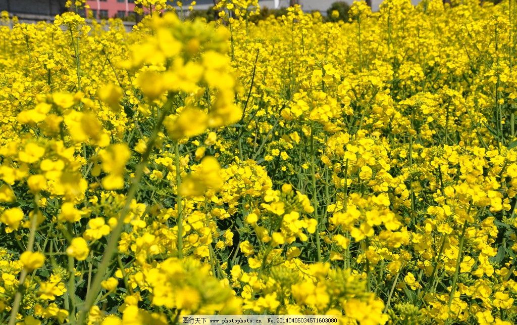 春游 油菜花图片图片