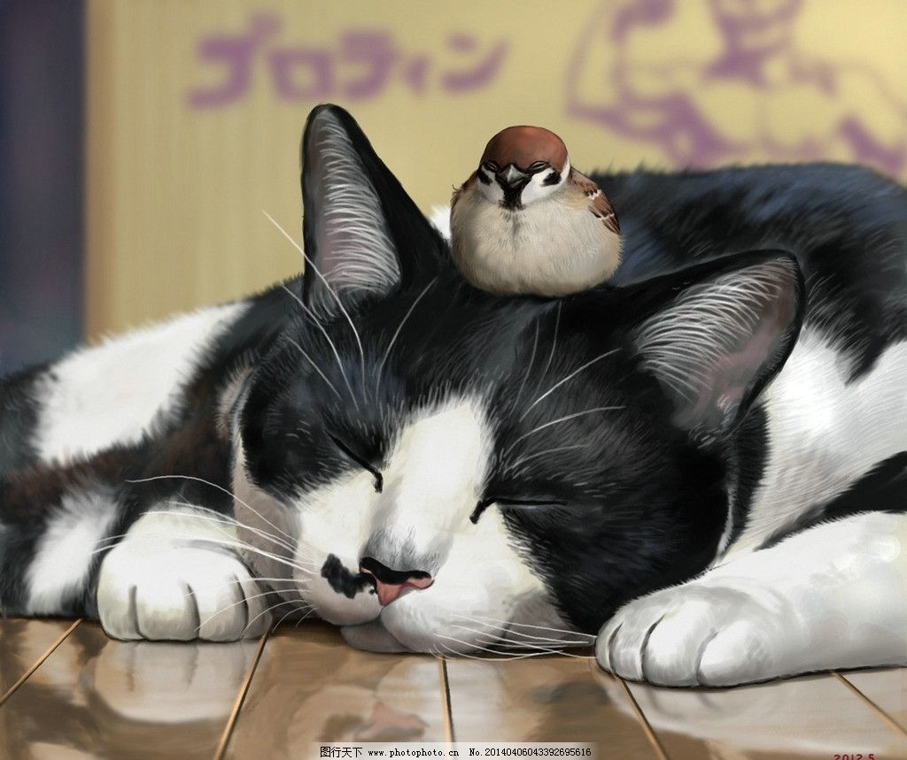 做梦梦见猫是不是胎梦？解析梦境中的神秘猫科动物