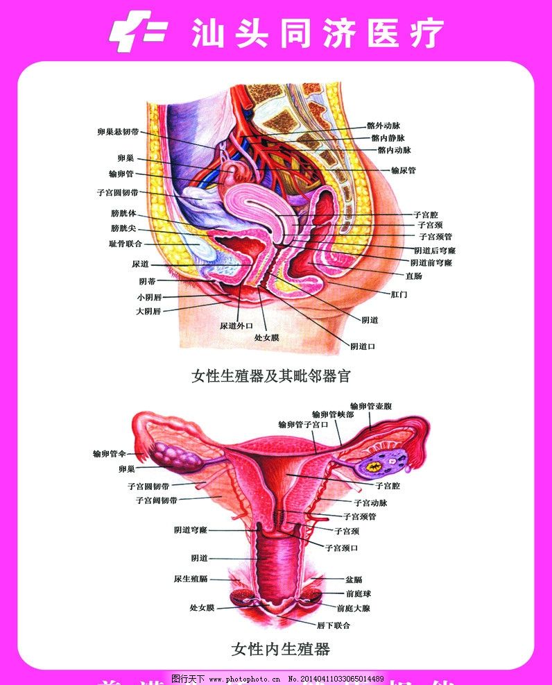 女性生殖器解剖图片