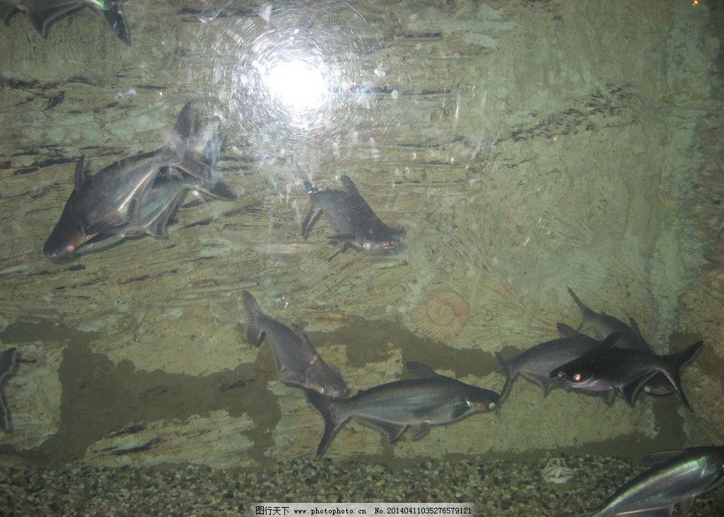 海洋生物 水 风景 海洋 自然 生物 鱼 鱼类 生物世界 摄影 180dpi jpg图片
