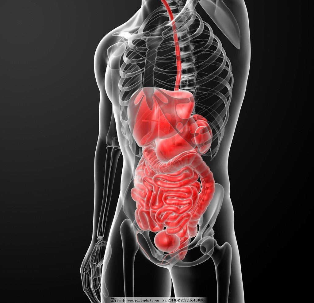 人体透视图图片_3D作品设计_3D设计_图行天