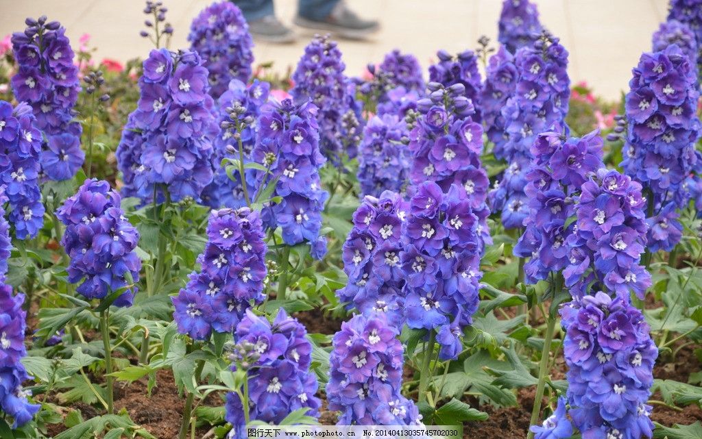 大花飞燕草图片