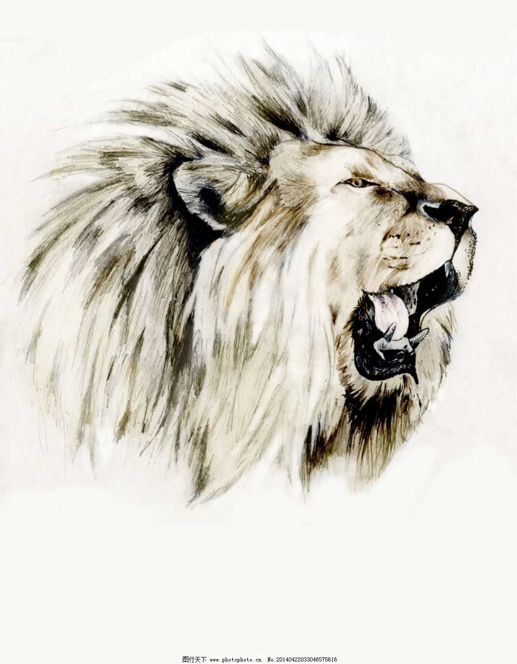 狮子头,狮子头免费下载 潮流 狮子头像 手绘-图行天下图库