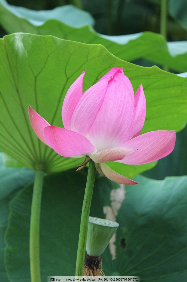 菏泽：一朵菊花撬动一个工业链