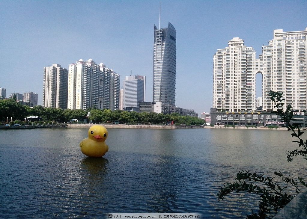 武汉西北湖大黄鸭图片