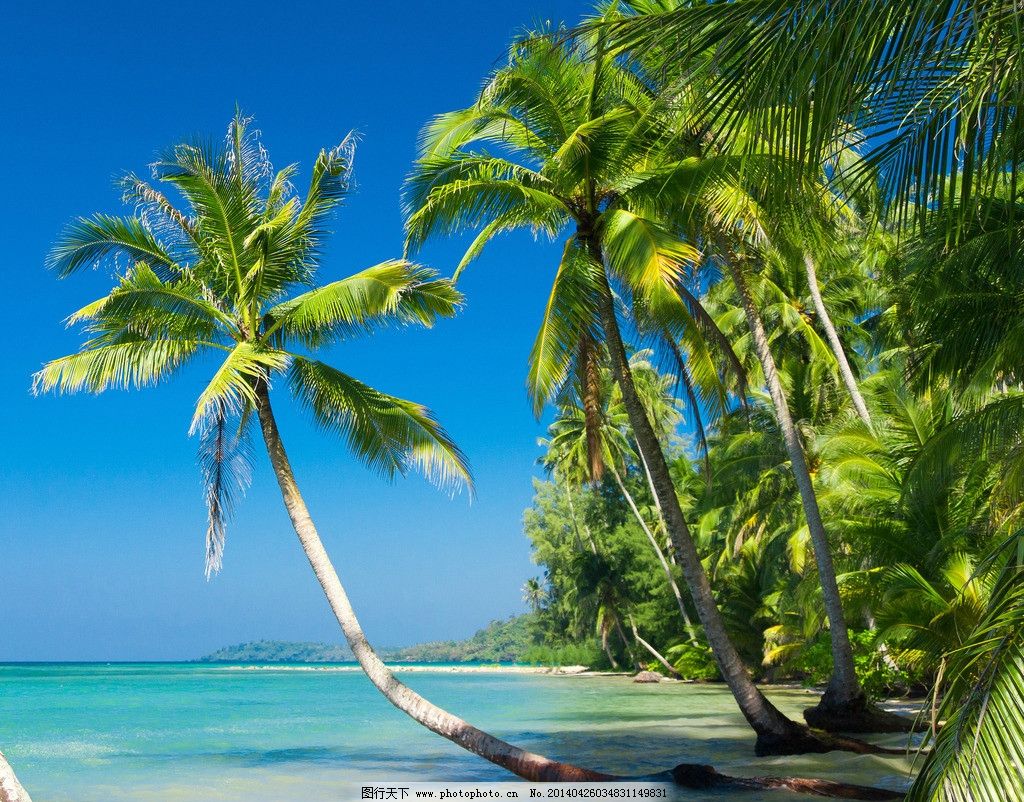海边的椰子树图片素材-编号40281565-图行天下
