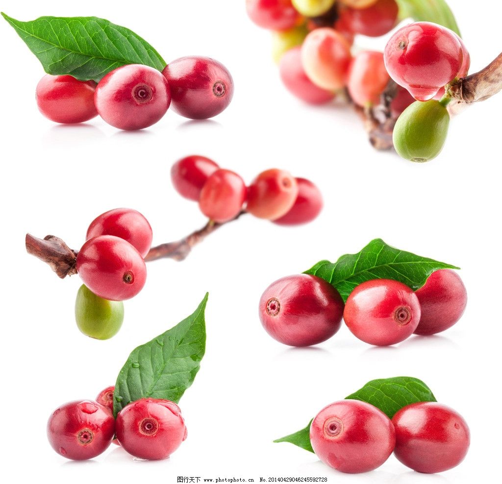 咖啡豆果实图片