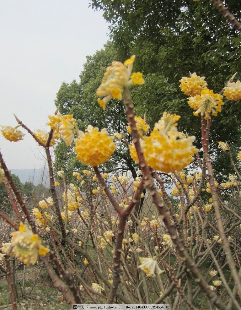 南京梅花山图片