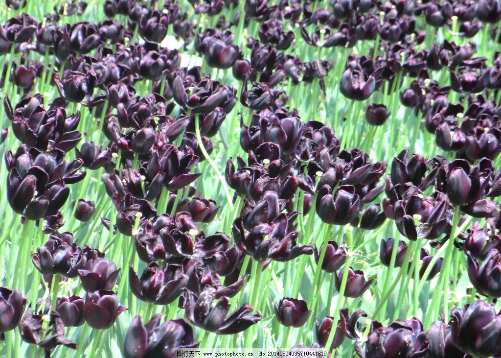 黑色郁金香图片,红粉郁金香 粉色郁金香 红色郁