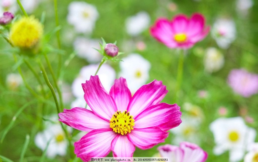邹菊 花 枝叶 素雅 紫色 小清新 特写 优雅 绿色 花朵 花卉图片