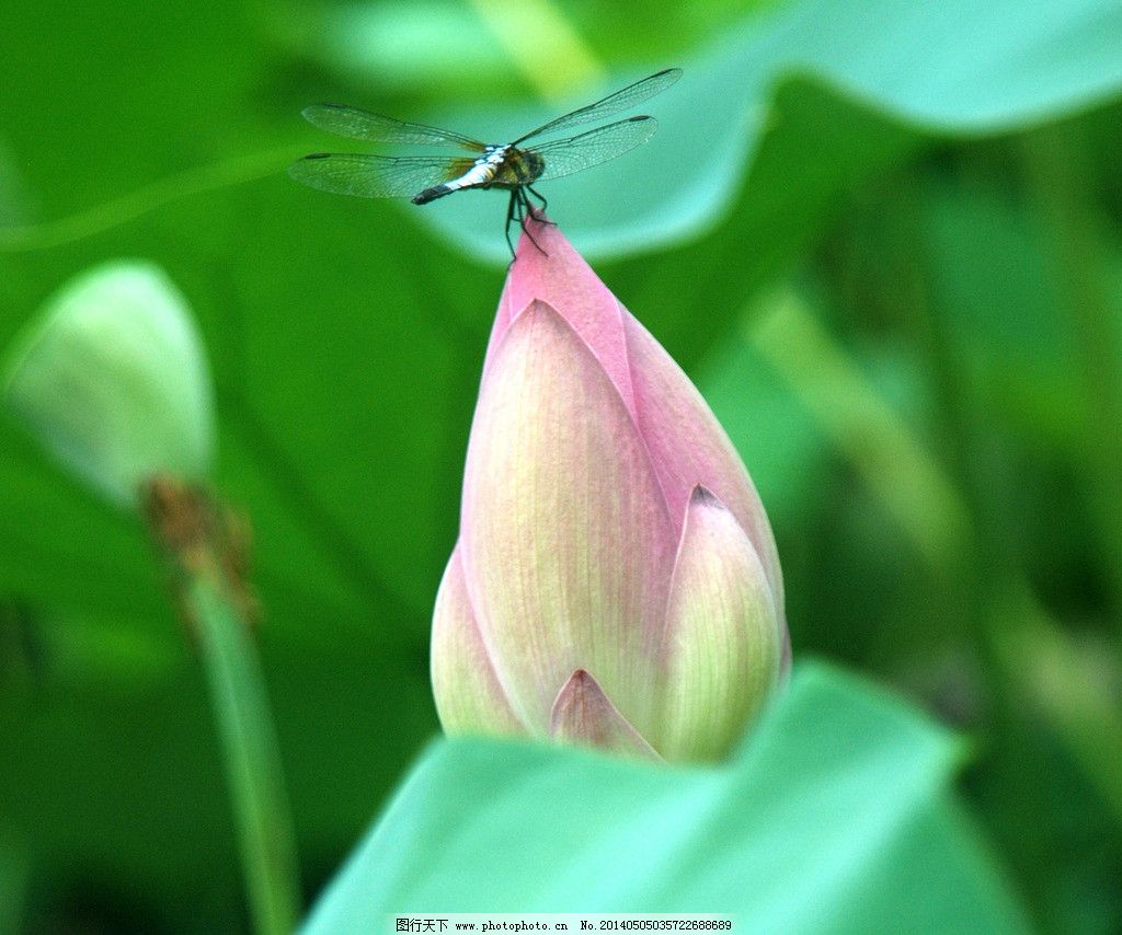 含苞欲放的红荷花图片,夏天 八月 植物 水生 红色-图行天下图库