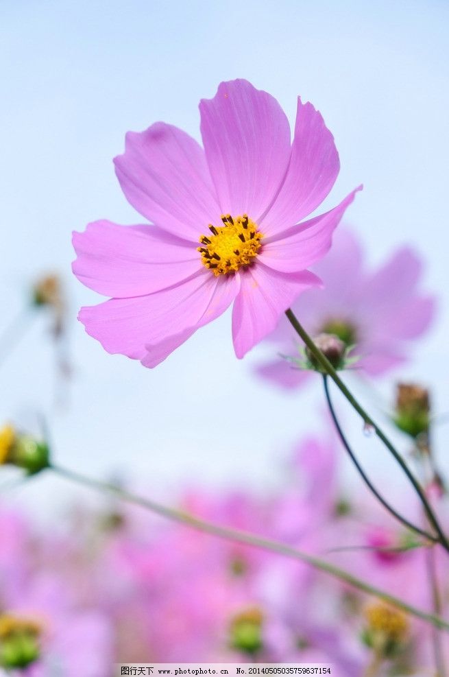 邹菊 花 枝叶 素雅 紫色 小清新 特写 优雅 绿色 花朵 花卉图片