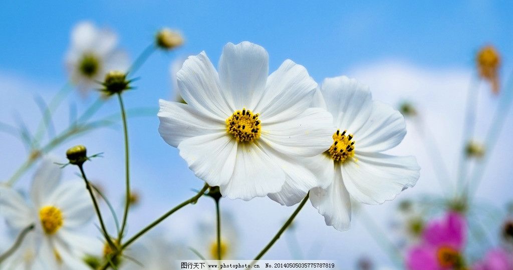 邹菊 花 枝叶 素雅 紫色 小清新 特写 优雅 绿色 花朵 花卉图片