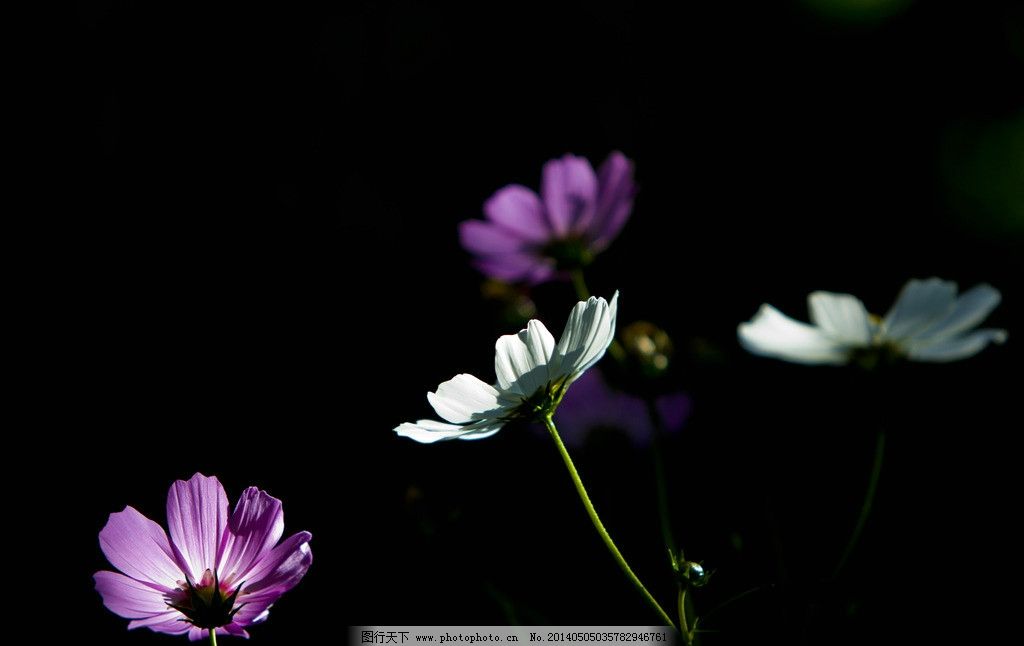 花影图片,花朵 光影 对比 花草 生物世界 摄影-图行天下图库