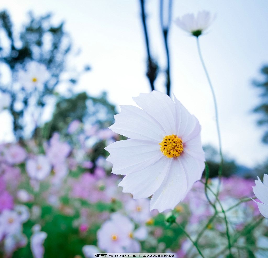 邹菊 花 枝叶 素雅 紫色 小清新 特写 优雅 绿色 花朵 花卉图片