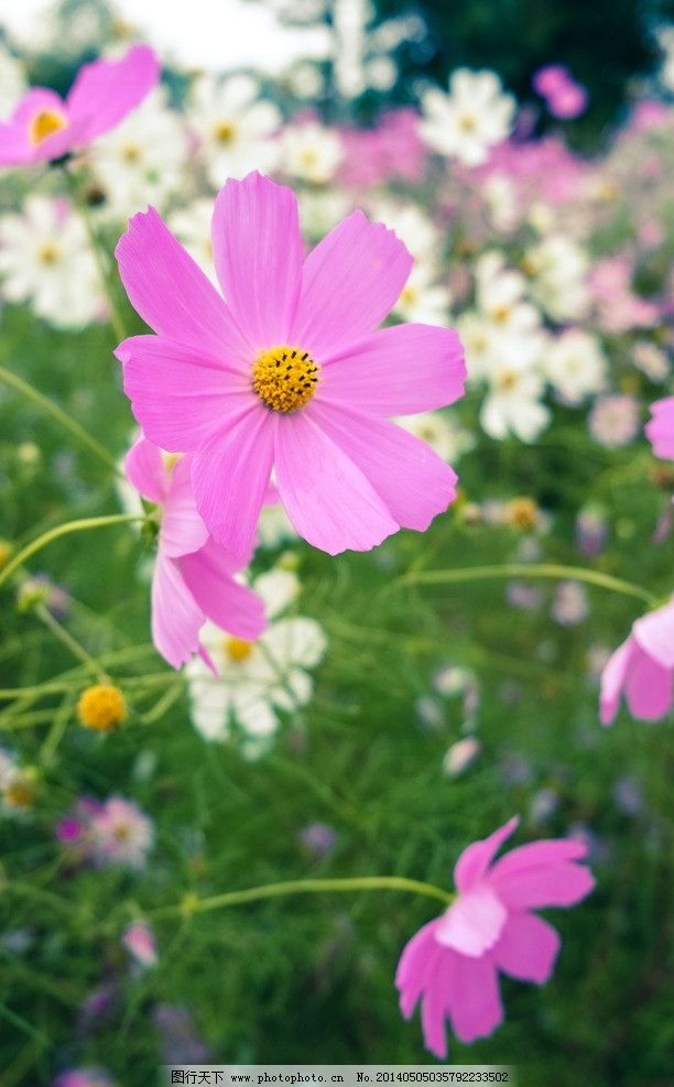 邹菊 花 枝叶 素雅 紫色 小清新 特写 优雅 绿色 花朵 花卉图片