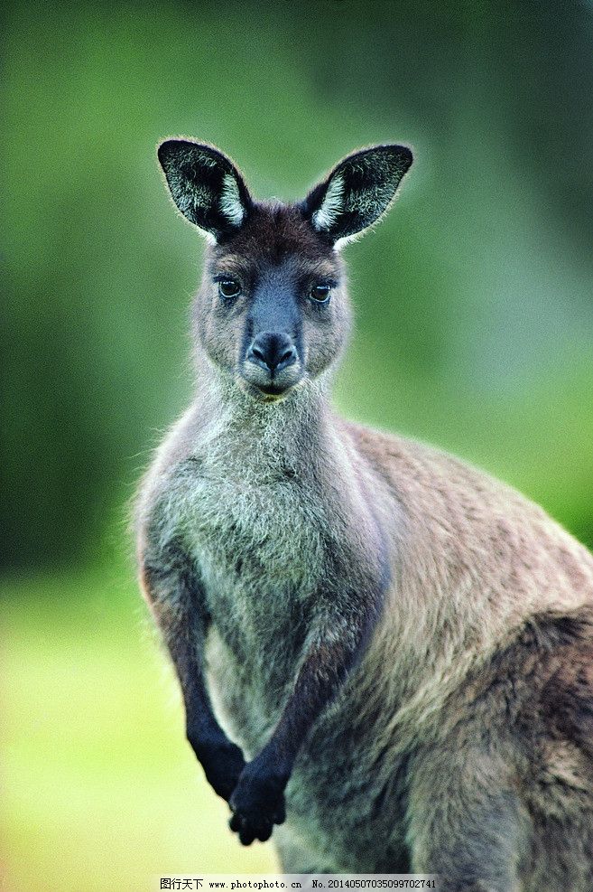 袋鼠图片,面部特写 哺乳动物 澳洲生物 野生动物