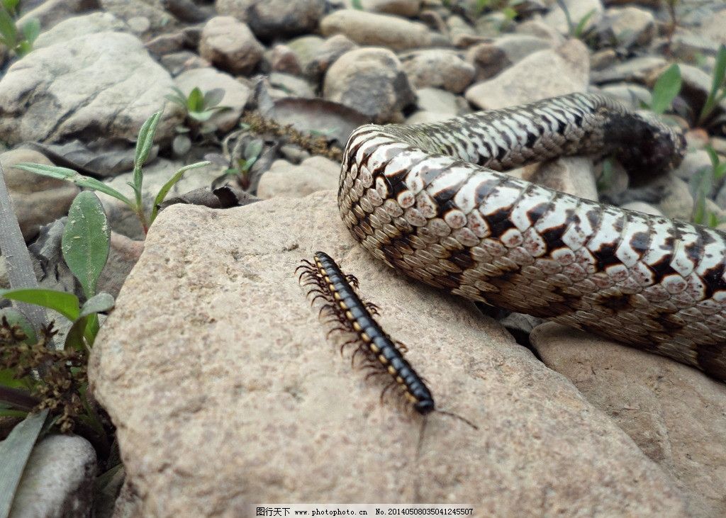 千足虫马陆图片