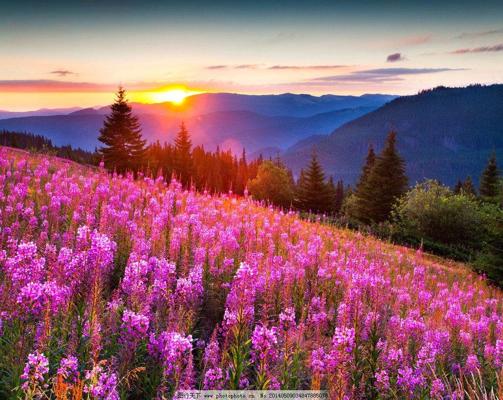 高山自然花草风景风光 夕阳 傍晚 花丛 山峰 高山 山峦 自然风景 自然风光 田园风景 美丽风景 美丽风光 山峰风景 花草 草地 草原 山峰美景 山川 高原风光 高原地貌 山峰风光 绝美风光 壁纸 桌面壁纸 风光方面素材 自然景观 摄影 300DPI JPG