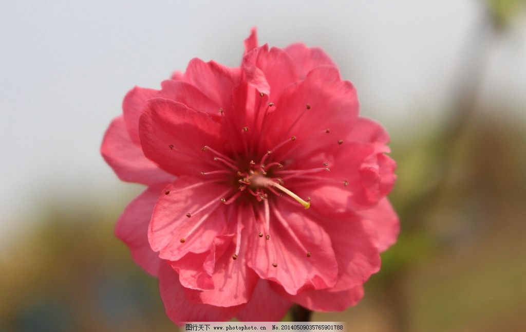 美丽的桃花图片,春天 花朵 花园 开花 芳香 桃红