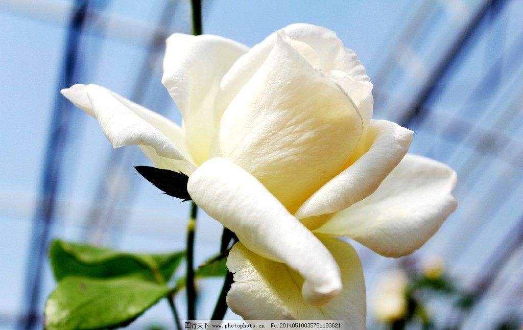 白玫瑰图片,玫瑰花 花瓣 洁白 绿叶 枝干 玫瑰之