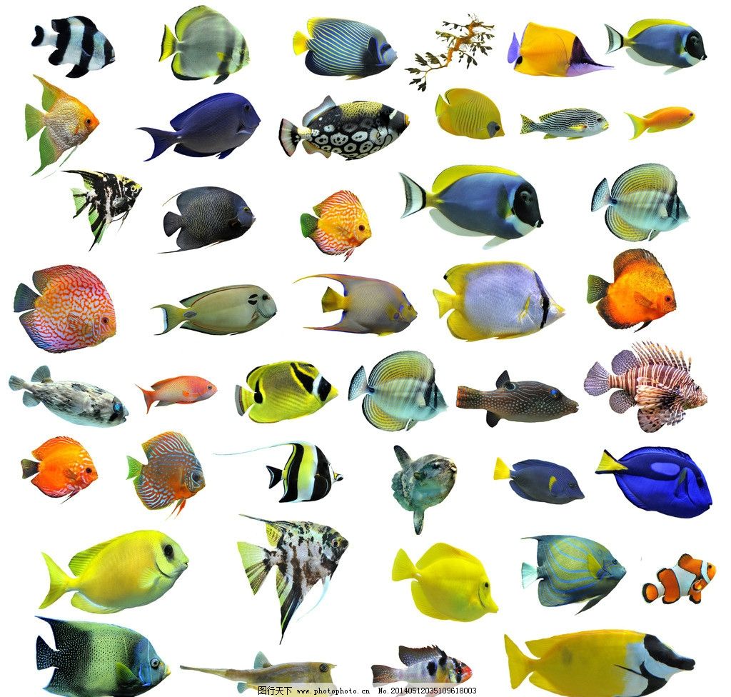 深海底的鱼群图片素材_免费下载_jpg图片格式_高清图片129137_摄图网
