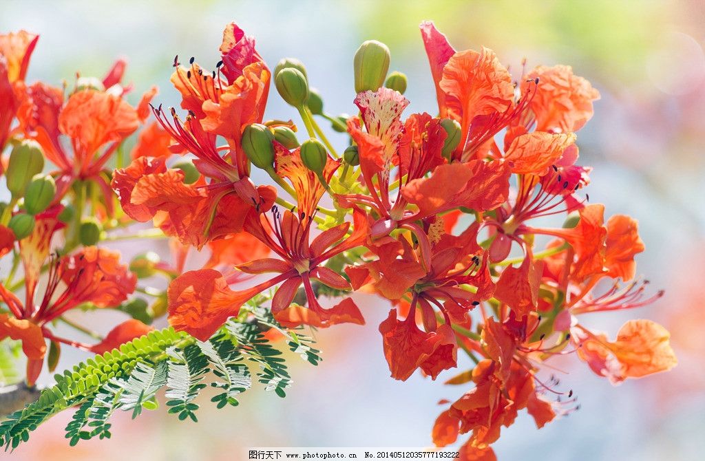 凤凰木的花图片,美丽 绽放 开花 蓝色 植物 分支