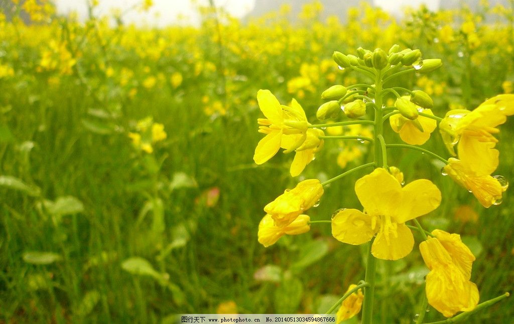 油菜花图片图片