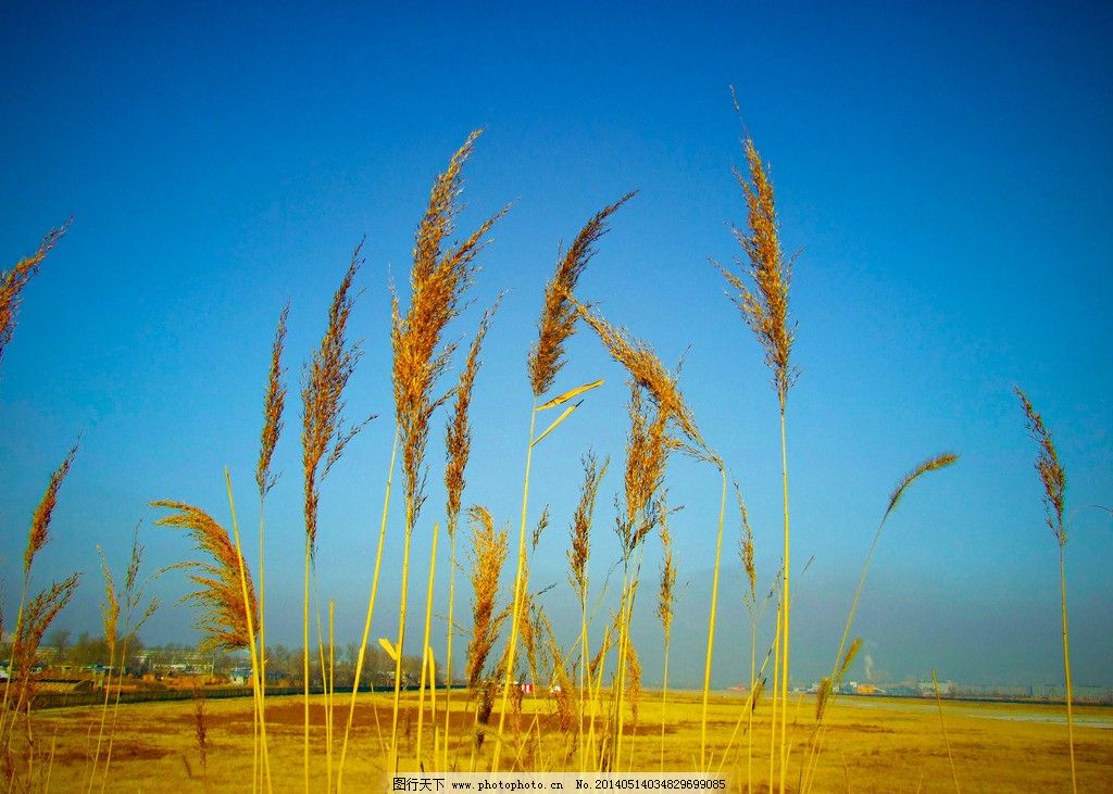金色麦穗图片,东北 秋天 黄土地 丰收 自然风景