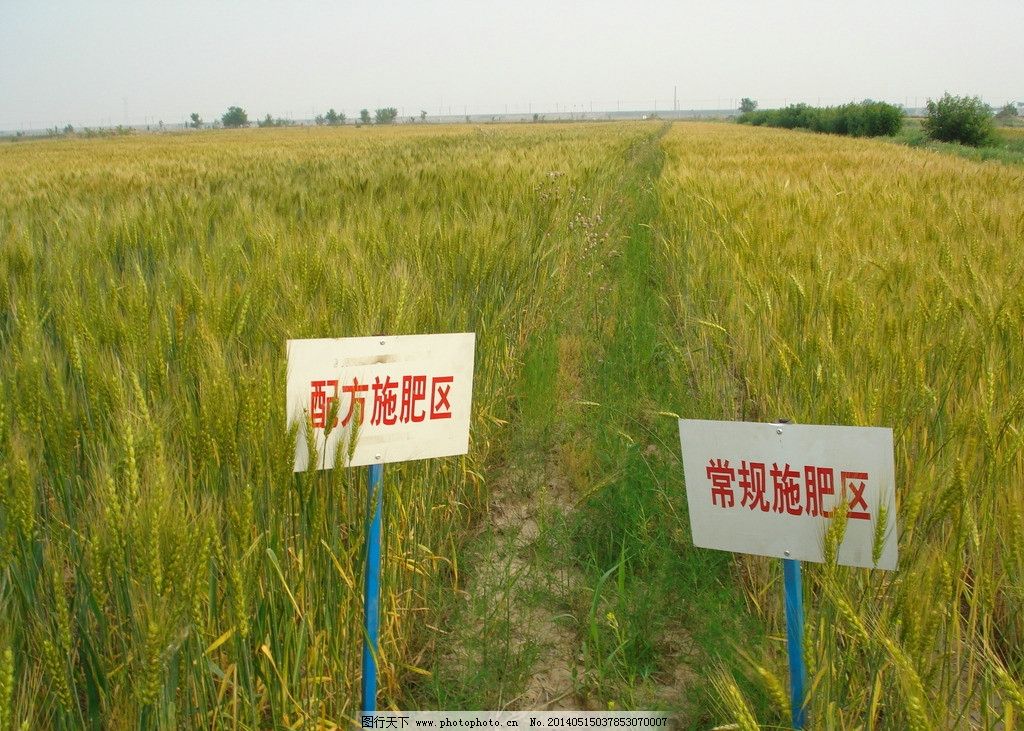 配方施肥图片,小麦 配方施肥区 常规施肥区 对比