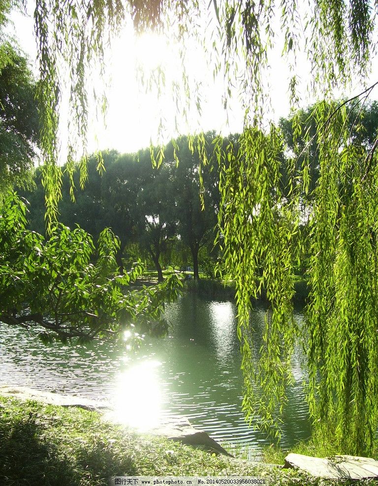 树图片,素材下载 颐和园佛香阁柳树 北京自助游