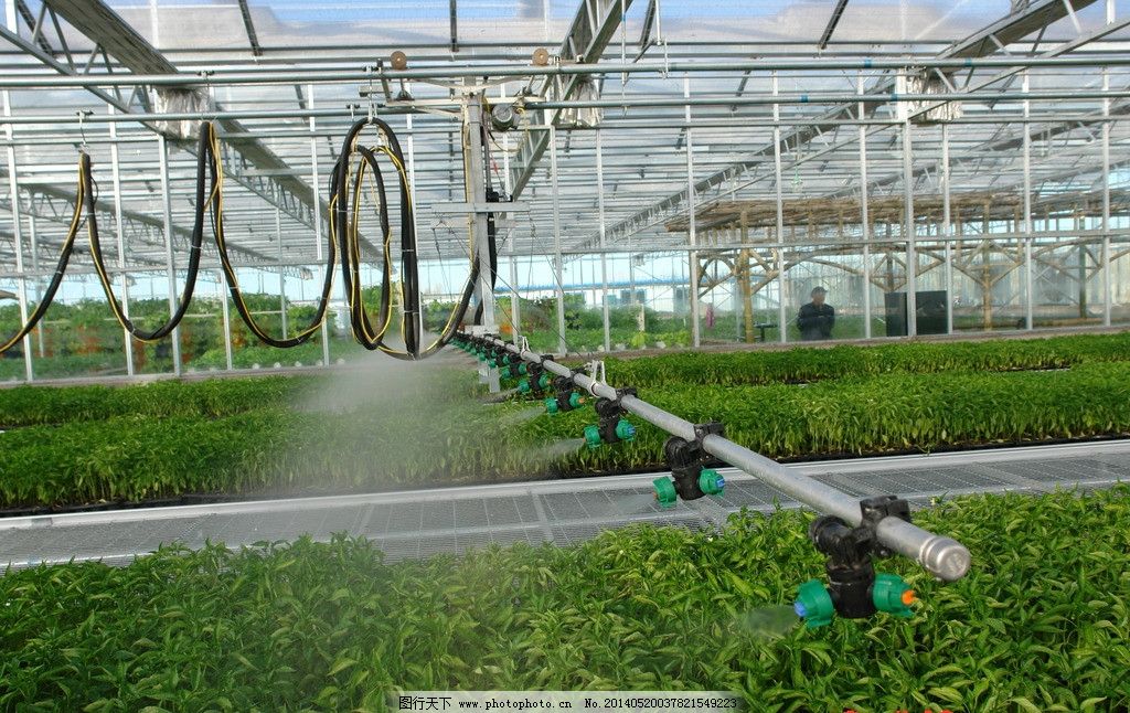 新加坡企业家吕文扬与香花油茶的跨国深耕