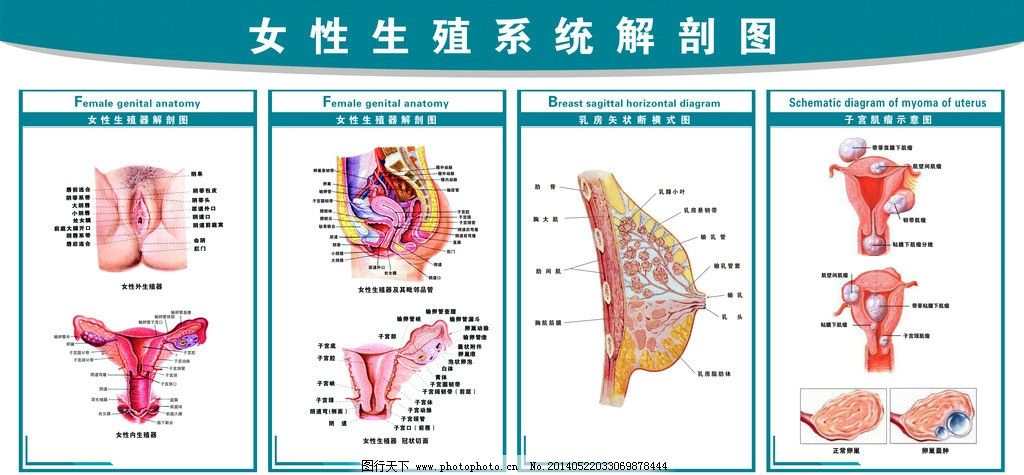 女性生殖系统解剖图图片其他psd分层图行天下图库 4878