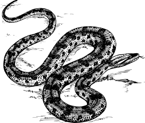 梦境迷雾，解读做梦梦见很多蛇像猛蛇的深层含义