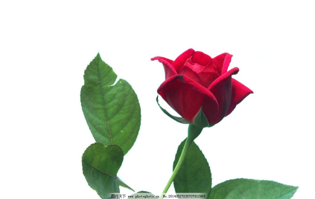 白底红玫瑰图片