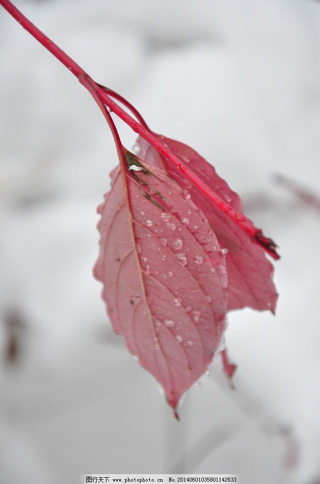 叶子 冬季 枫叶 红叶 雪 树木树叶 生物世界 摄影 300dpi jpg图片