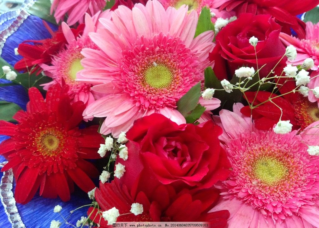 玫瑰花扶郎花图片