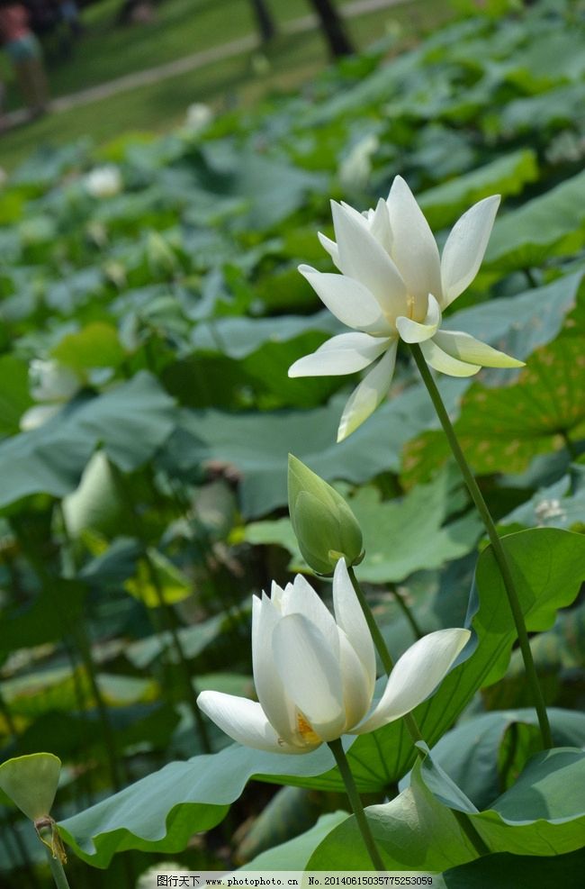 白色荷花图片_荷花-白色荷花-悦地带图网