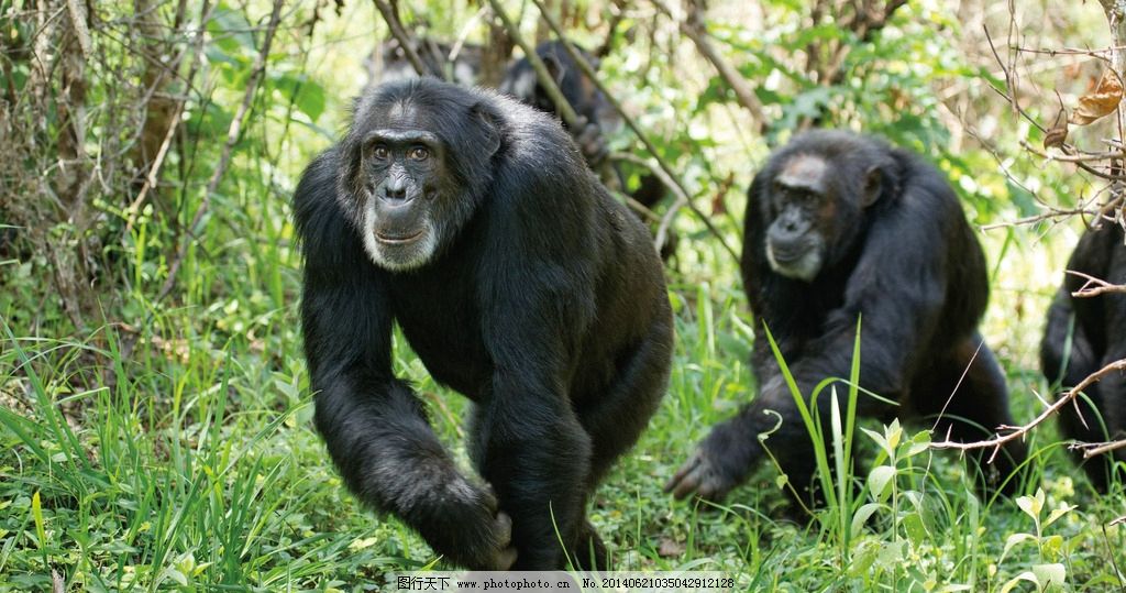 大猩猩图片