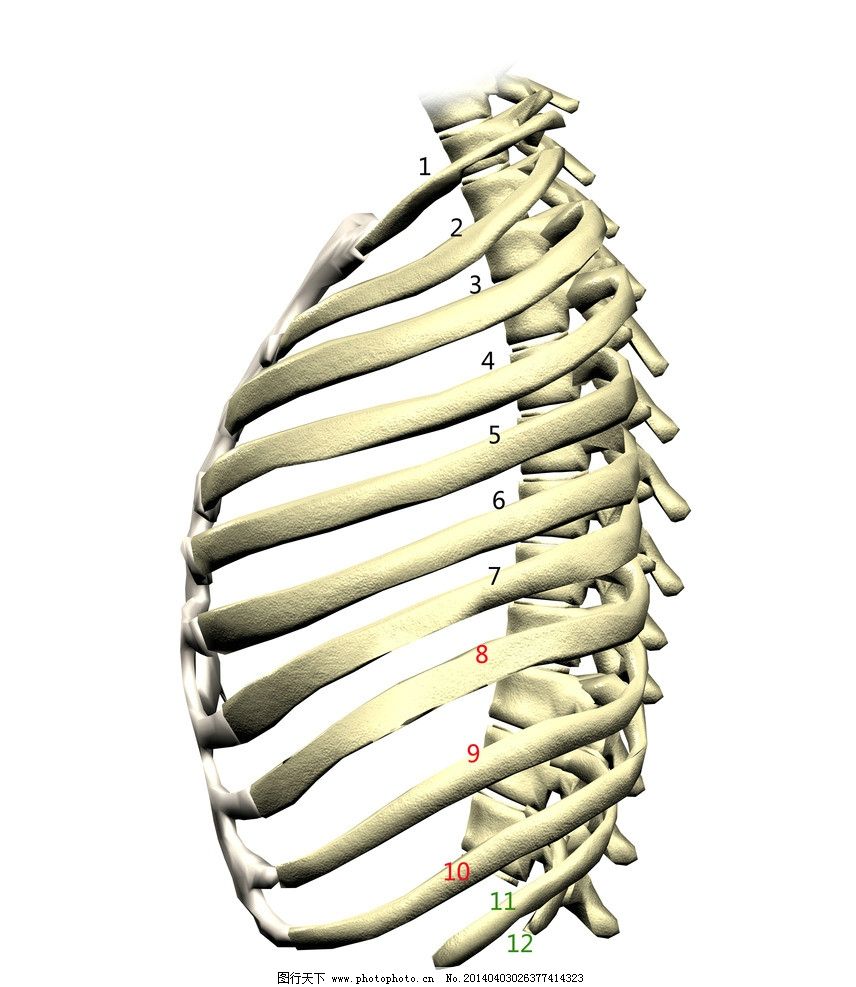 肋骨,肋骨侧面,胸椎,肋骨连接,肋骨数量,其他,生活百科,设计,300DPI,JPG