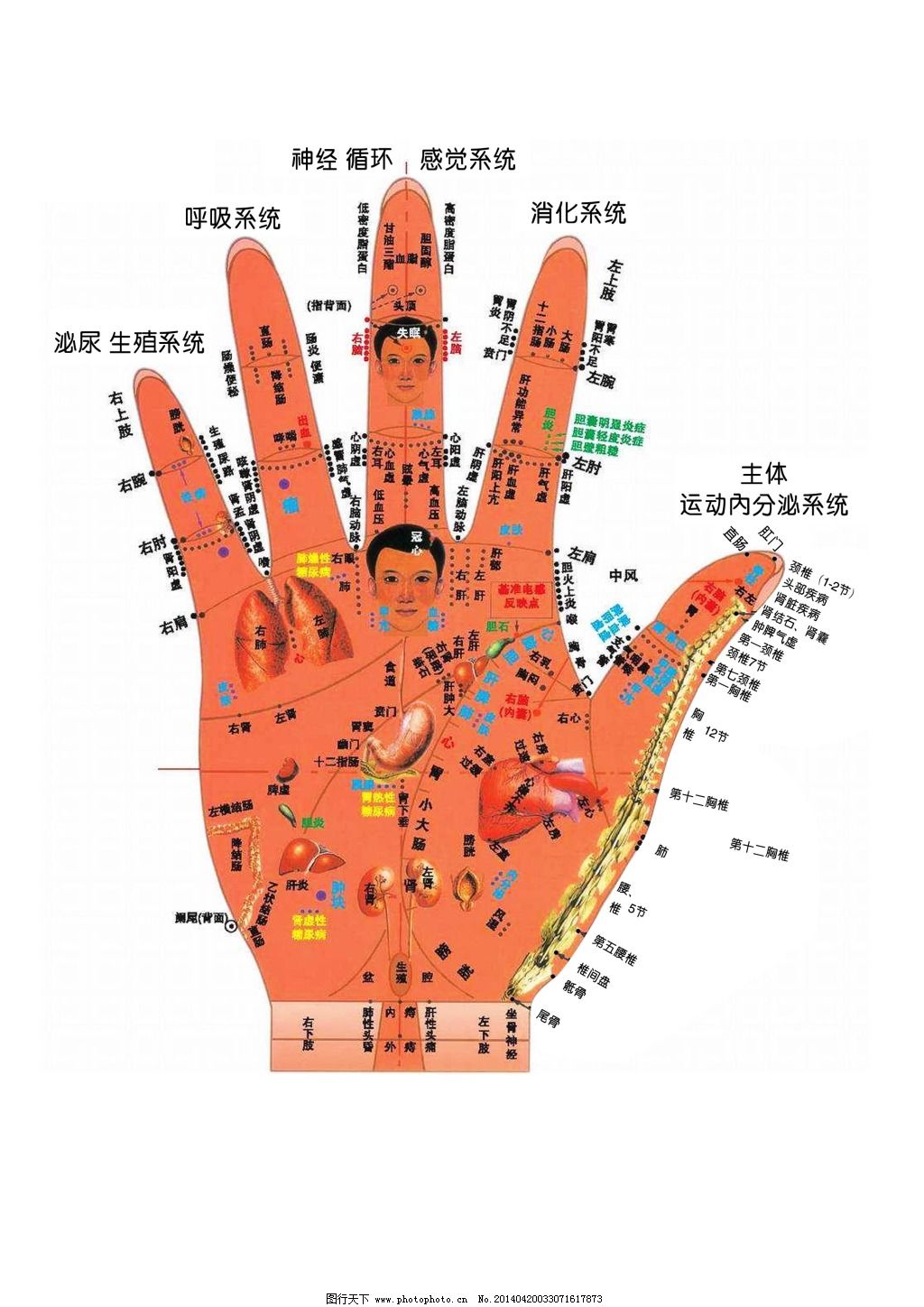 人体医疗组织器官手掌穴位示意图科普插画图片-千库网