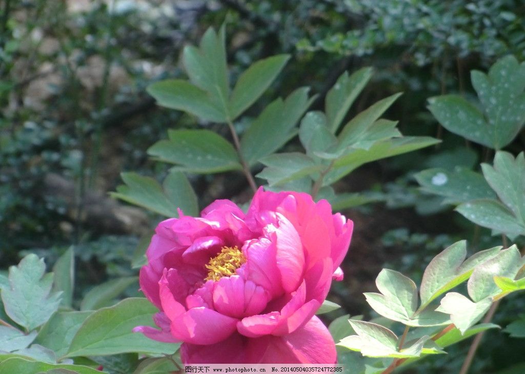 dnf牡丹武器附魔什么比较好