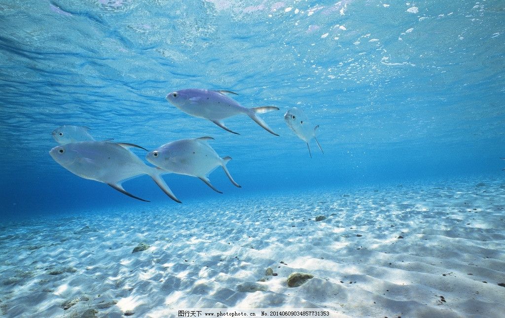 海洋,大海,海底,深海,潜水,自然风景,自然景观,摄影,350DPI,JPG