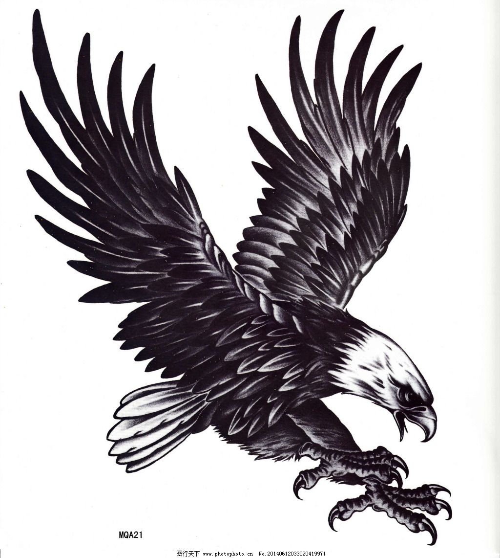 纹身手稿素材第509期：鹰_纹身百科 - 纹身大咖